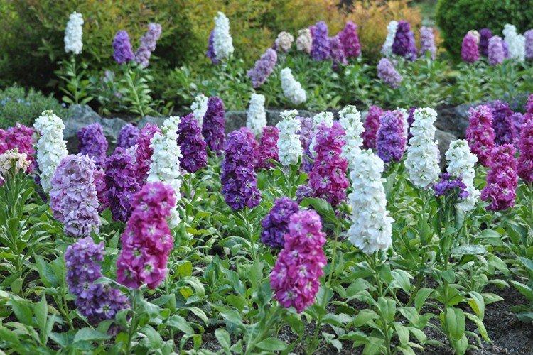 Удобрения и подкормка