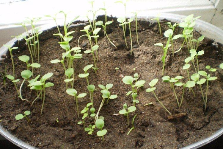 Посадка и размножение