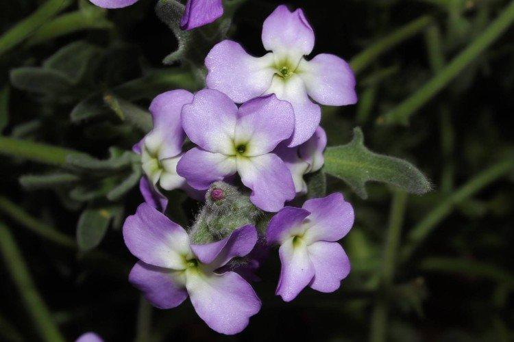 Левкой – фото