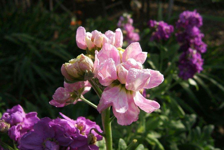 Левкой – фото