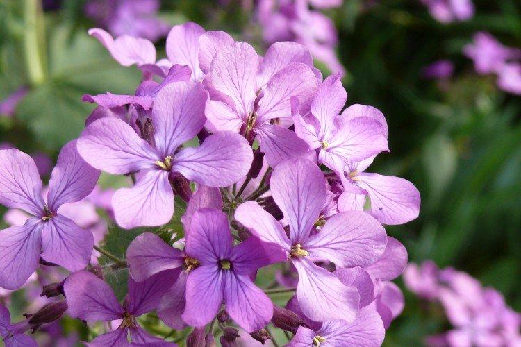 Левкой – фото