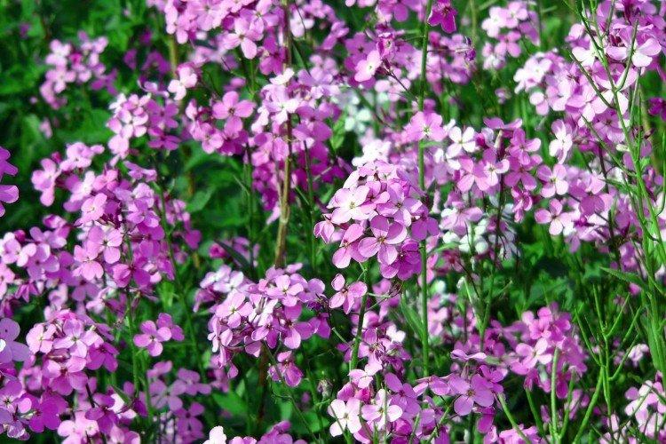 Левкой – фото