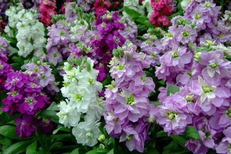 Левкой – фото