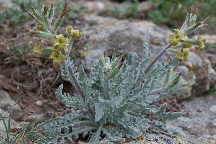 Левкой – фото