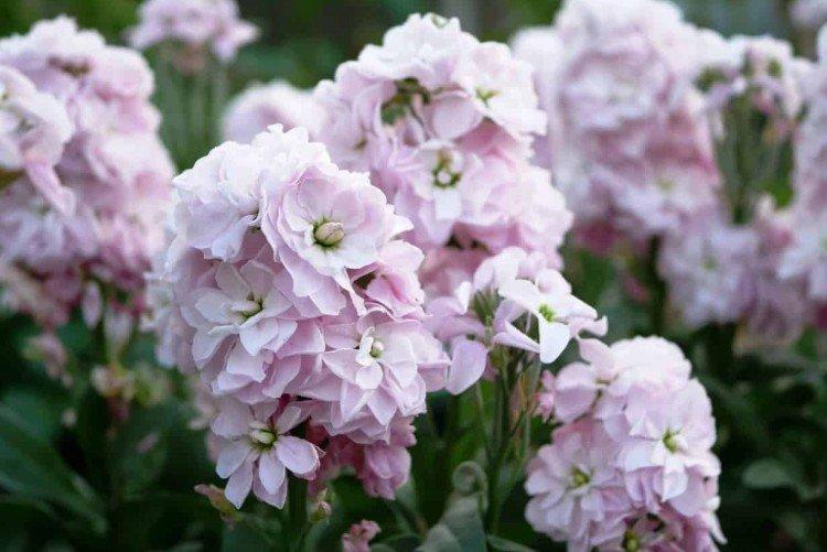 Левкой – фото