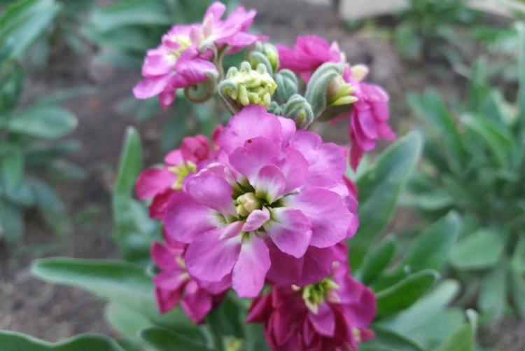 Левкой – фото