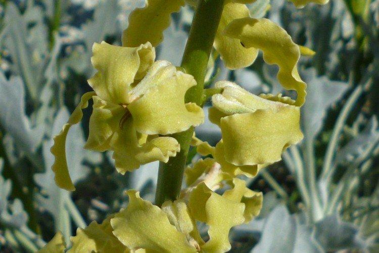 Левкой – фото