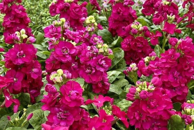 Левкой – фото