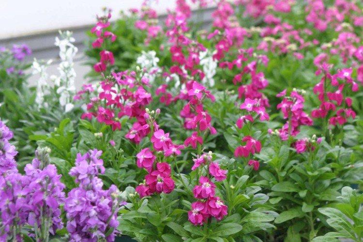 Левкой – фото