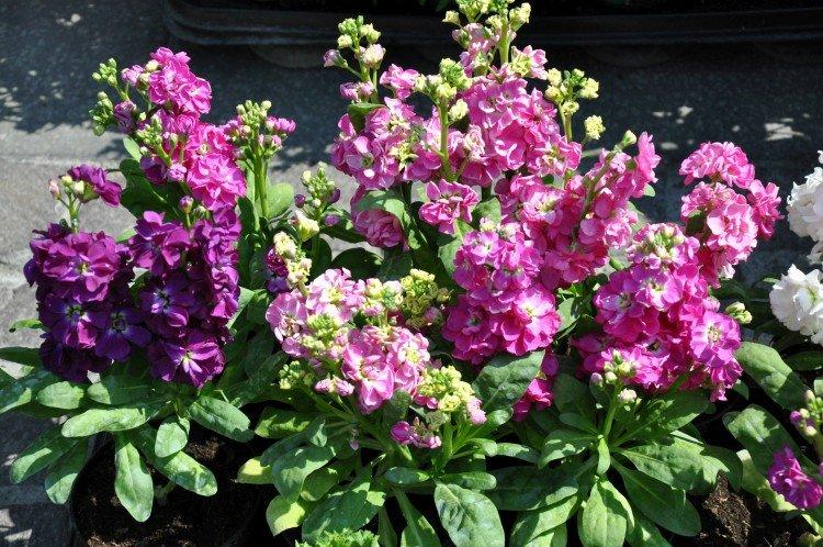 Левкой – фото