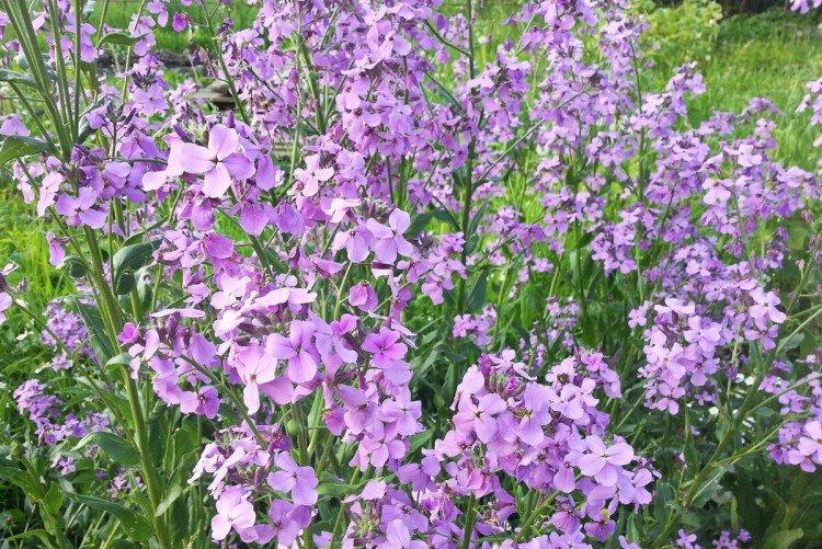 Левкой – фото