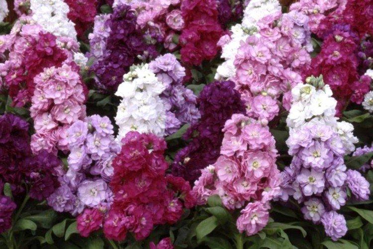 Древовидный левкой