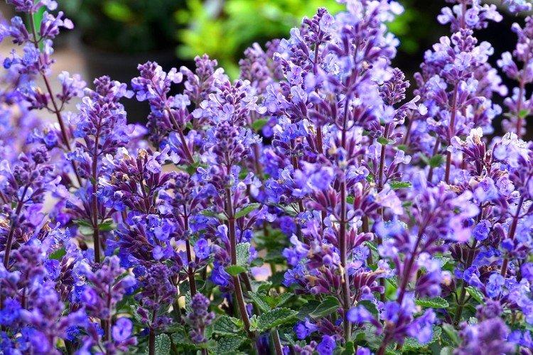 Общая информация