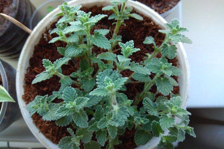 Посадка и размножение