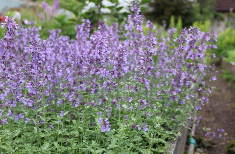 Котовник – фото