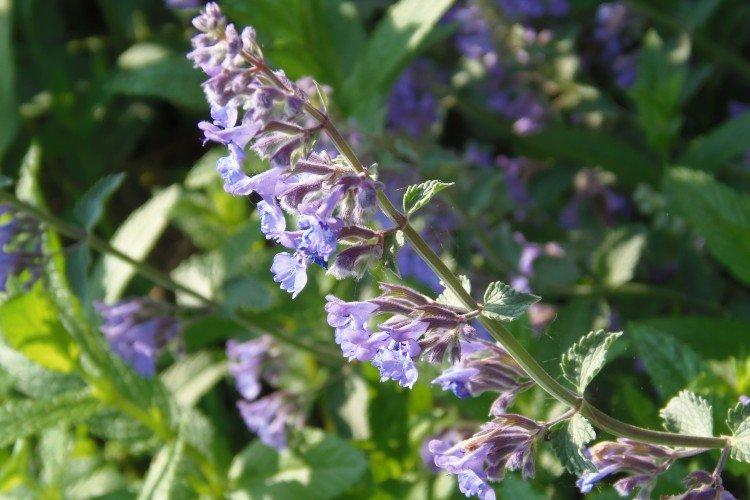 Котовник – фото