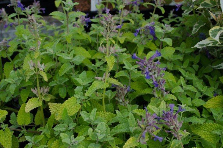 Котовник – фото