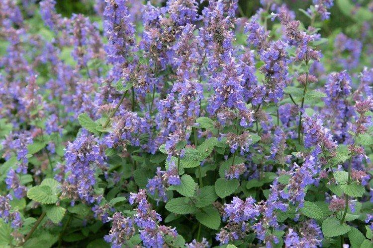 Котовник – фото