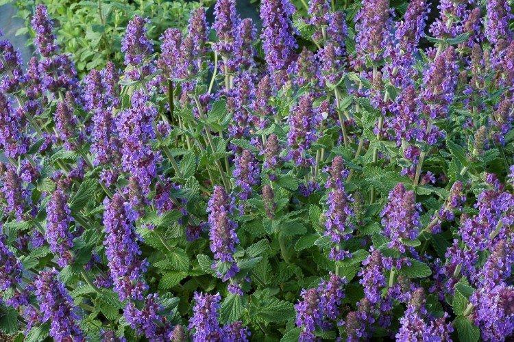 Котовник – фото