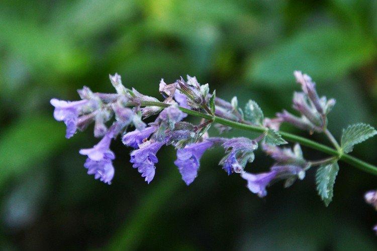 Котовник – фото