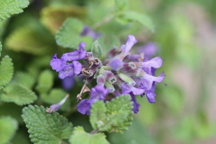 Котовник – фото