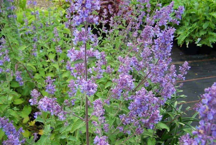 Котовник – фото