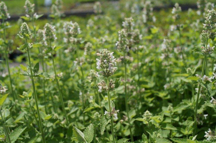 Котовник – фото