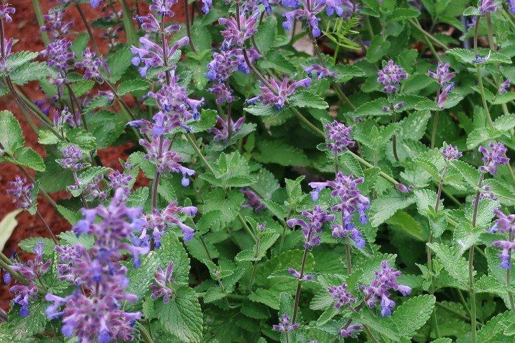 Котовник – фото