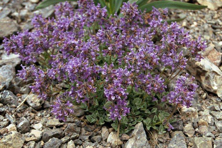 Кокандский котовник