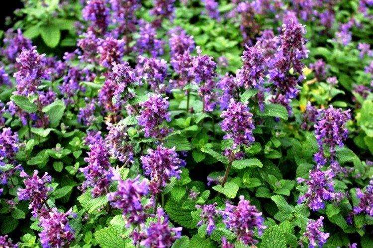 Кошачья мята