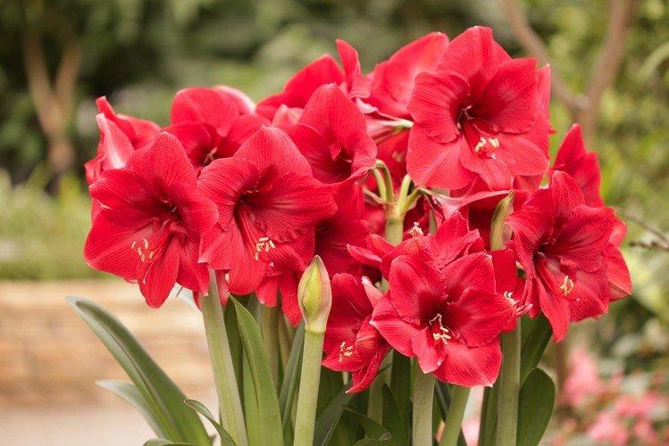 Удобрения и подкормка