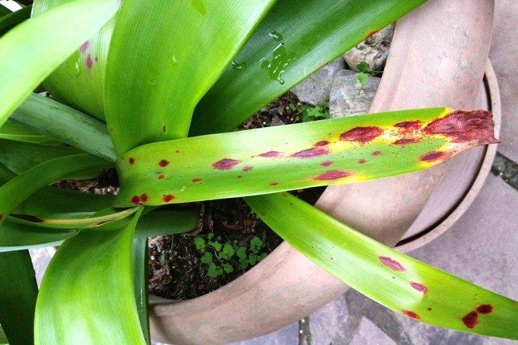 Вредители и болезни амариллисов