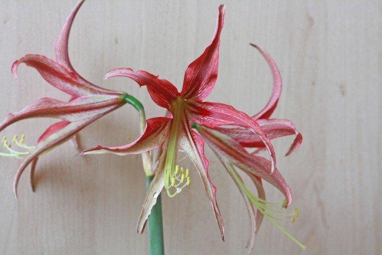 Амариллис Ля-Паз