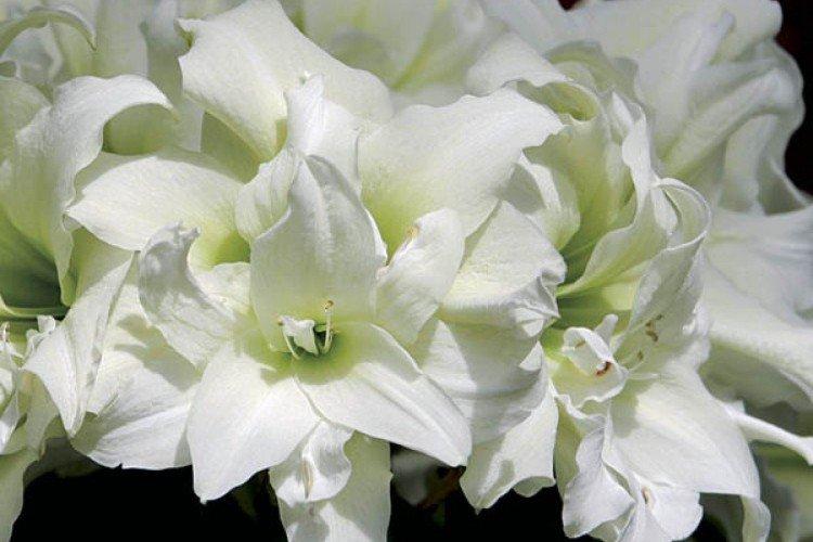 Снежная королева