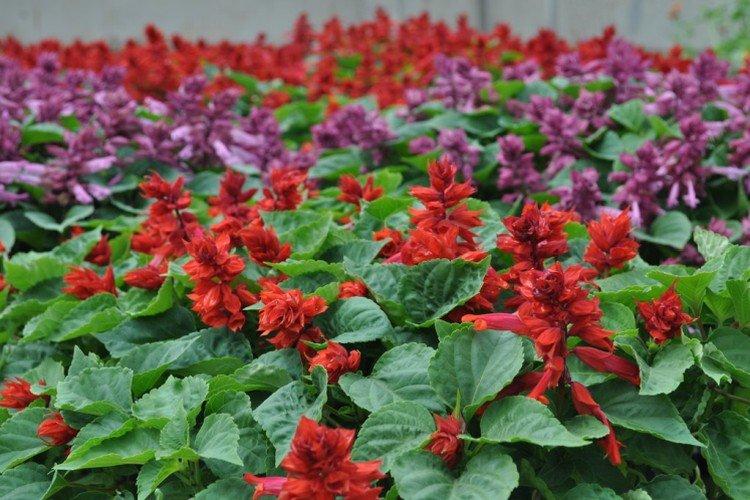 Сальвия (60 фото): виды, посадка и уход в открытом грунте