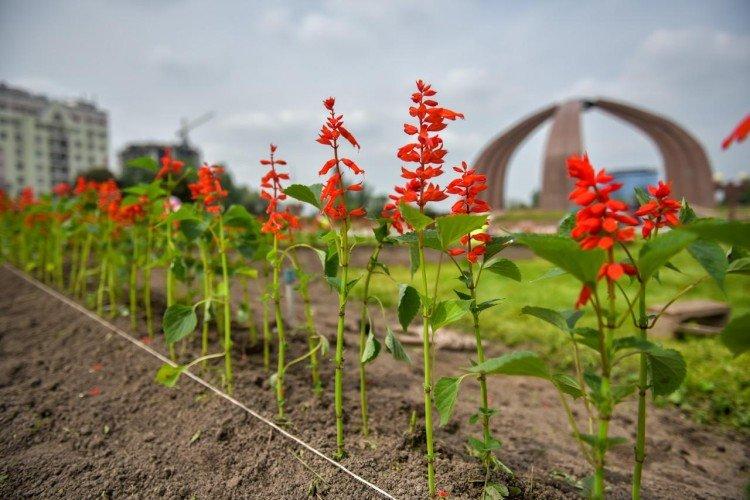 Посадка и размножение