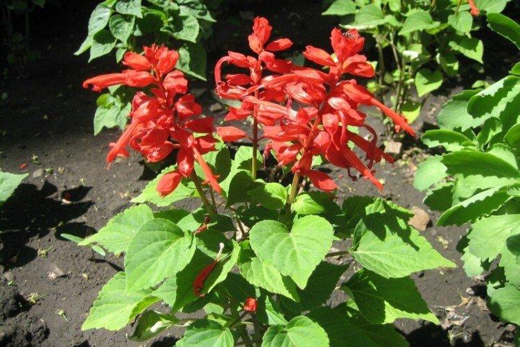 Борьба с вредителями и болезнями