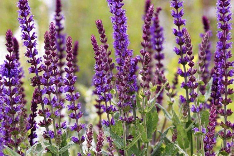 Лекарственная сальвия