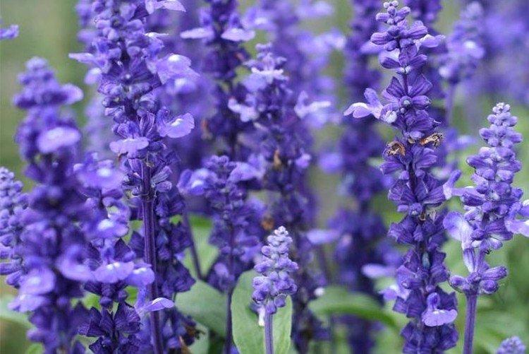 Сальвия – фото