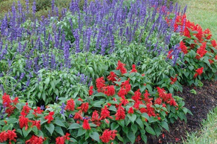 Сальвия – фото