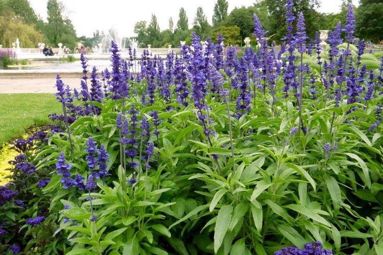 Сальвия – фото