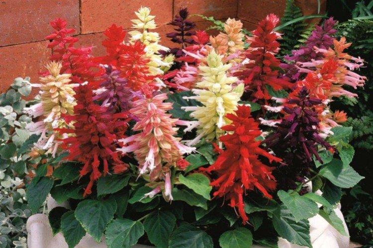 Сальвия – фото