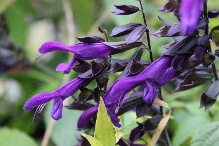 Сальвия – фото