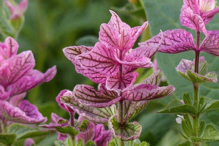 Сальвия – фото