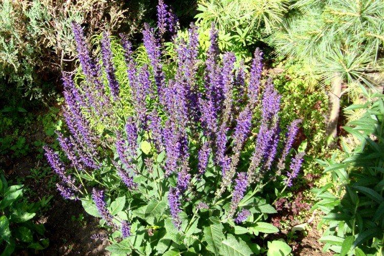 Лесная сальвия