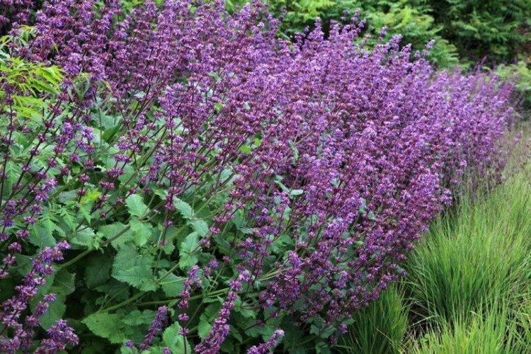 Мутовчатая сальвия