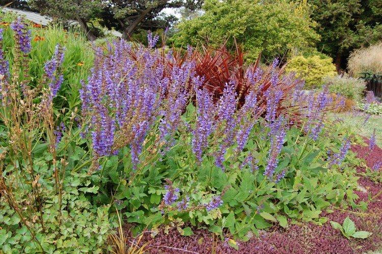 Трансильванская сальвия