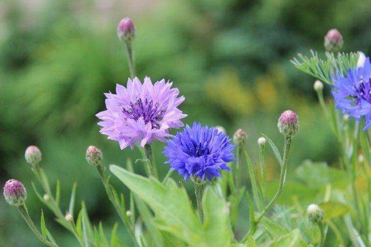 Общая информация