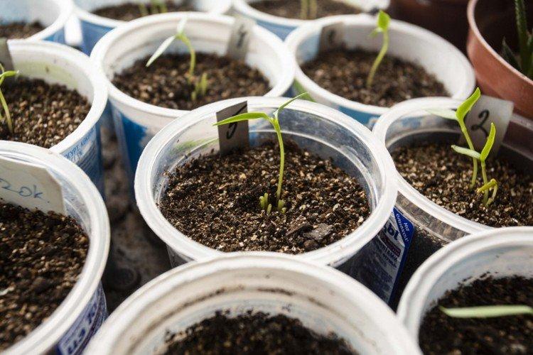 Посадка и размножение