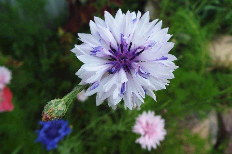 Васильки – фото